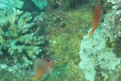 Cyprinocirrhites polyactis