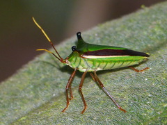Edessa elaphus