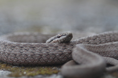 Coronella austriaca acutirostris