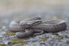 Coronella austriaca acutirostris