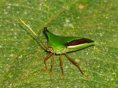 Edessa elaphus