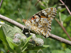 Vanessa cardui