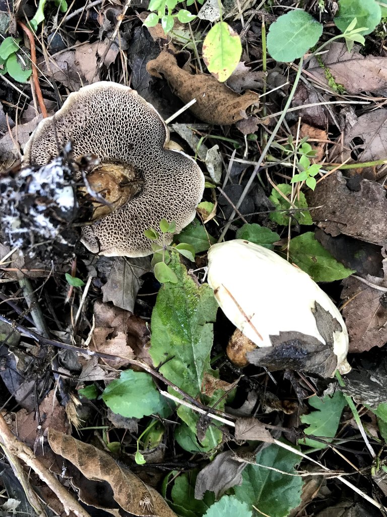 Suillus viscidus · September 2018 · photo: © atsushi_nakajima_cirque (iNaturalist, cc-by)