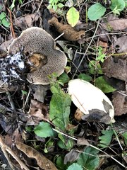 Suillus viscidus