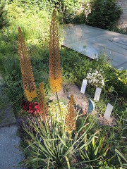 Eremurus stenophyllus
