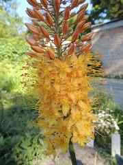 Eremurus stenophyllus