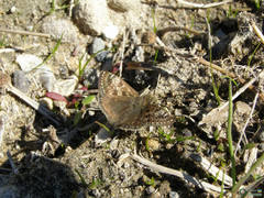 Erynnis tages