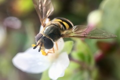 Metasyrphus