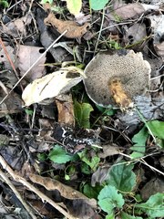 Suillus viscidus
