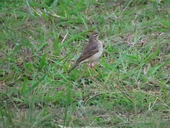 Anthus pallidiventris
