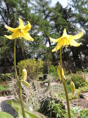 Erythronium tuolumnense