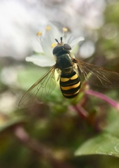 Metasyrphus
