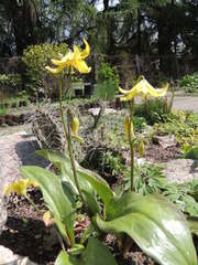 Erythronium tuolumnense