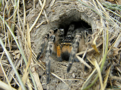 Lycosa singoriensis