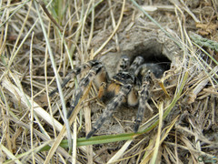 Lycosa singoriensis