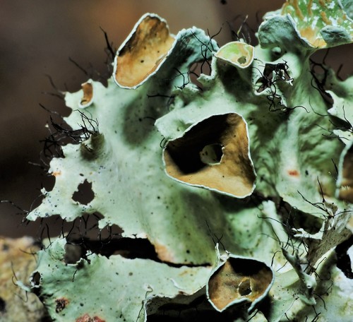 perforated ruffle lichen