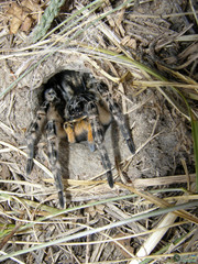 Lycosa singoriensis