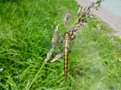 Orthetrum cancellatum
