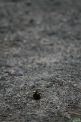 Bombus