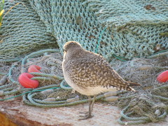 Pluvialis squatarola