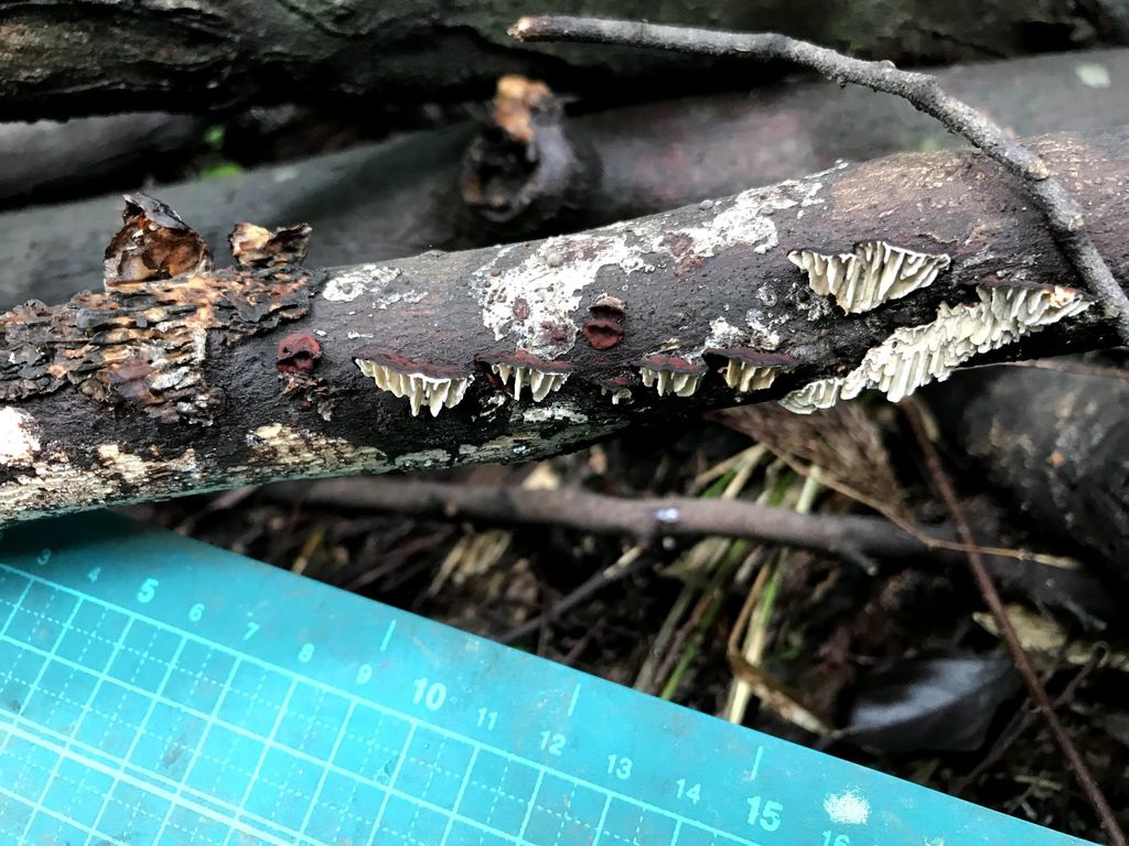 Daedaleopsis styracina · September 2018 · photo: © atsushi_nakajima_cirque (iNaturalist, cc-by)