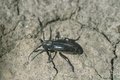 Arthropoda