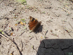 Aglais io