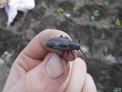Arthropoda