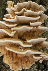 Metuloidea murashkinskyi