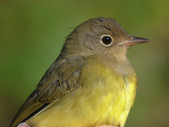 Connecticut Warbler photo 2