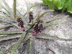 Eucomis vandermerwei