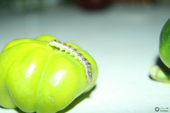Lepidoptera
