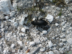 Arthropoda