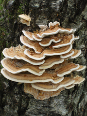 Metuloidea murashkinskyi