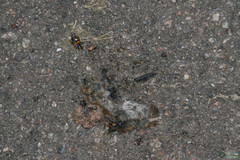 Arthropoda