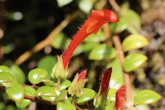 Columnea microcalyx