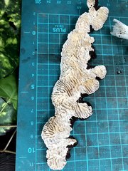 Daedaleopsis styracina