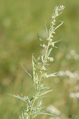 Mantis religiosa