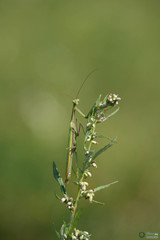Mantis religiosa