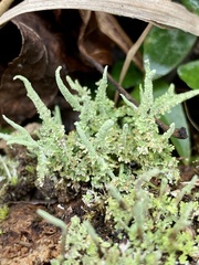 Cladonia subradiata