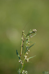 Mantis religiosa