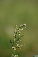 Mantis religiosa