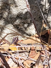 Pholidoscelis wetmorei