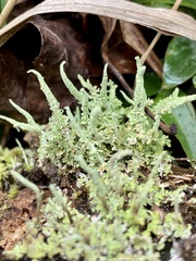 Cladonia subradiata