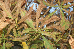 Cameraria ohridella
