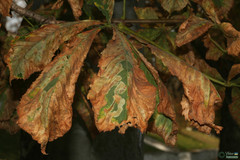 Cameraria ohridella
