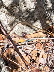Pholidoscelis wetmorei