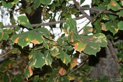 Cameraria ohridella