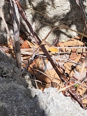 Pholidoscelis wetmorei