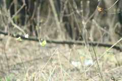 Gonepteryx rhamni